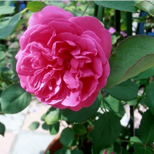 Tonos de rosa - Árbol de Rosas Floribunda - rosal de pie alto- forma de corona tupida